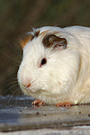 Glatthaarmeerschwein / smooth-haired guninea pig