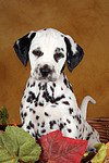 Dalmatiner Welpe / dalmatian puppy