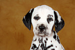 Dalmatiner Welpe / dalmatian puppy