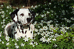 Dalmatiner / dalmatian