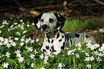 Dalmatiner / dalmatian