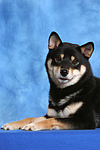 Shiba Inu