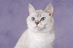 Britisch Kurzhaar / british shorthair