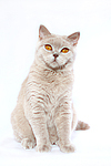 Britisch Kurzhaar / british shorthair