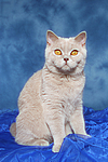 Britisch Kurzhaar / british shorthair