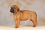 Rhodesian Ridgeback Welpe / rhodesian ridgeback puppy