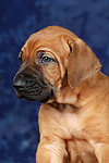 Rhodesian Ridgeback Welpe / rhodesian ridgeback puppy