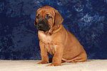 Rhodesian Ridgeback Welpe / rhodesian ridgeback puppy