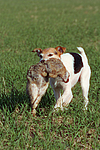 Parson Russell Terrier