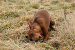 Rehpinscher / miniature pinscher