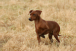 Rehpinscher / miniature pinscher