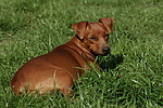 Rehpinscher / miniature pinscher