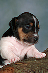 Jack Russell Terrier Welpe / jack russell terrier puppy