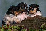 Jack Russell Terrier Welpen / jack russell terrier puppies