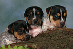 Jack Russell Terrier Welpen / jack russell terrier puppies