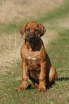 Rhodesian Ridgeback Welpe / rhodesian ridgeback puppy