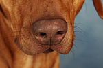 Rhodesian Ridgeback Nase / rhodesian ridgeback nose