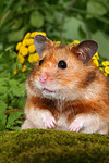 Goldhamster / golden hamster