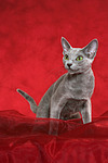 Russisch Blau / russian blue