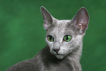 Russisch Blau / russian blue