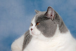 Britisch Kurzhaar / british shorthair