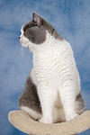 Britisch Kurzhaar / british shorthair