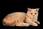 Britisch Kurzhaar / british shorthair