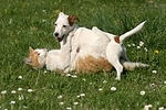 Jack Russell Terrier und Katze / jack russell terrier and cat