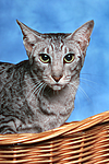 Orientalisch Kurzhaar / oriental shorthair