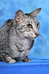 Orientalisch Kurzhaar / oriental shorthair