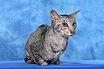 Orientalisch Kurzhaar / oriental shorthair