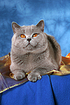 Britisch Kurzhaar / british shorthair