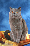 Britisch Kurzhaar / british shorthair