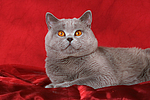 Britisch Kurzhaar / british shorthair