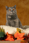 Britisch Kurzhaar / british shorthair