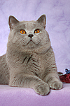 Britisch Kurzhaar / british shorthair