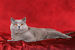 Britisch Kurzhaar / british shorthair