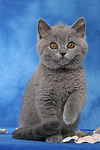 Britisch Kurzhaar Kätzchen / british shorthair kitten