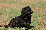 Havaneser / Havanese