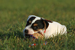 spielender Parson Russell Terrier Welpe / playing PRT puppy