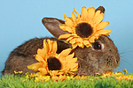 Kaninchen / rabbit