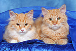 Sibirische Katzen / siberian cats