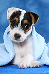 Parson Russell Terrier Welpe / parson russell terrier puppy