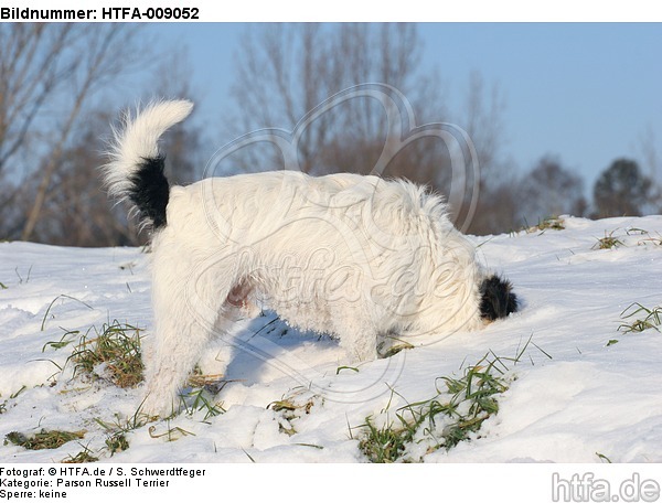Parson Russell Terrier buddelt im Schnee / prt digging in snow / HTFA-009052