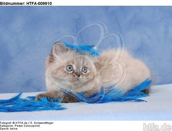 liegendes Perser Colourpoint Kätzchen / lying persian colourpoint kitten / HTFA-009910