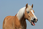 gähnender Haflinger / yawning haflinger horse