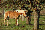 stehender Haflinger / standing haflinger horse