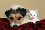 Parson Russell Terrier und Kätzchen / parson russell terrier and kitten