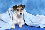 Parson Russell Terrier