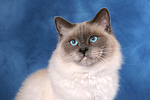 Heilige Birma Portrait / Sacred Birman portrait